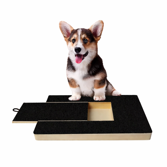 Cute puppy sitting on a black and wooden pet ramp with a white background