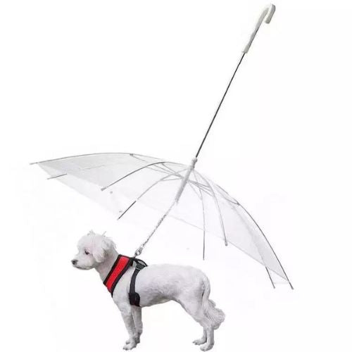 Dog wearing a red harness standing under a transparent umbrella on a white background